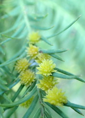 Taxodiomyia