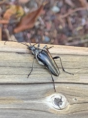 Stenocorus flavolineatus