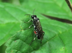 Macrophya punctumalbum