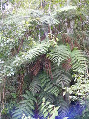 Cyathea aspera