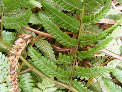 Cyathea aspera