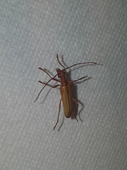 Centrodera decolorata