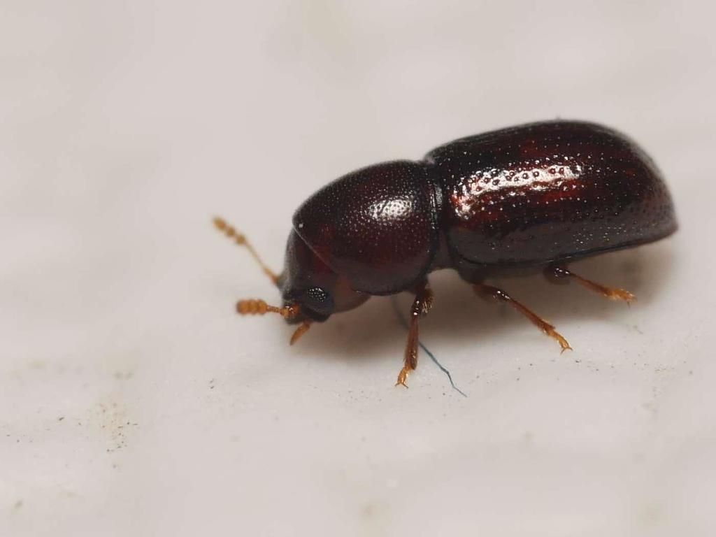 Cis lineatocribratus