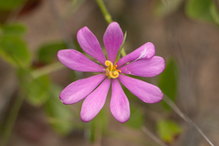 Sabatia gentianoides