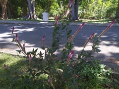 Celosia spicata