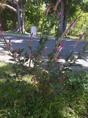 Celosia spicata
