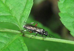 Macrophya punctumalbum