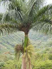 Roystonea borinquena