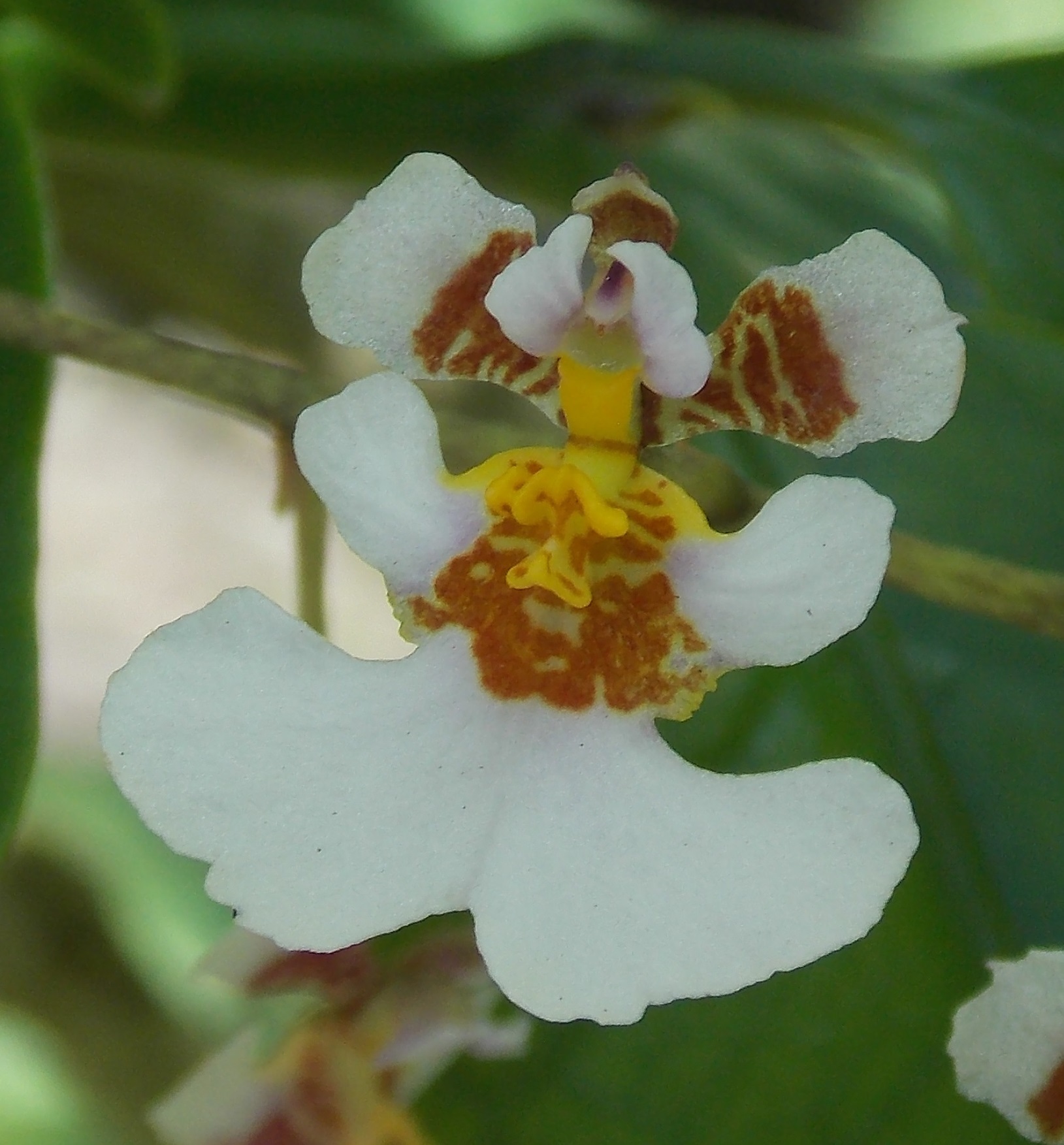 Tolumnia