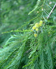Taxodiomyia