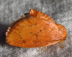 Heterogenea shurtleffi