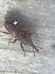 Sitophilus zeamais