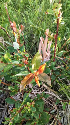 Image of Salix pseudomonticola by (c) Doug Macaulay, some rights reserved (CC BY)