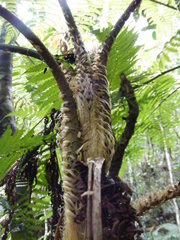 Cyathea aspera