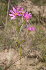 Sabatia gentianoides