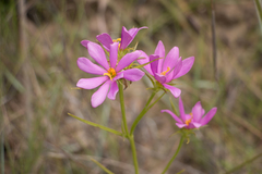 Sabatia gentianoides
