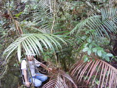 Calyptronoma occidentalis