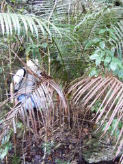 Calyptronoma occidentalis