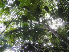 Calyptronoma occidentalis