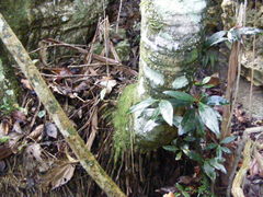 Calyptronoma occidentalis