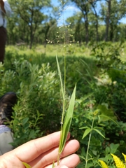 Dichanthelium praecocius