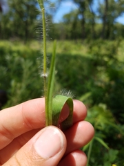 Dichanthelium praecocius