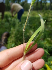 Dichanthelium praecocius