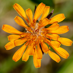 Agoseris aurantiaca