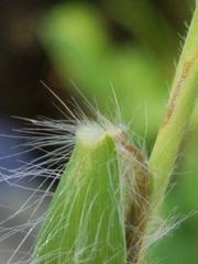 Dichanthelium praecocius