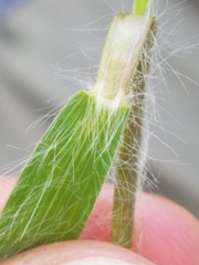 Dichanthelium praecocius