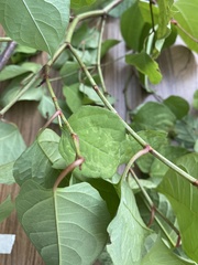 Reynoutria japonica