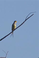 Phibalura flavirostris