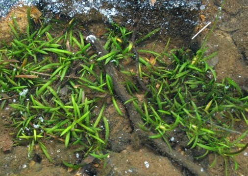 Sagittaria secundifolia