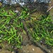 Sagittaria secundifolia - Photo Unknown, ei tunnettuja tekijänoikeusrajoituksia (Tekijänoikeudeton)