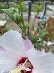 Diabrotica undecimpunctata