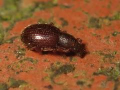 Barypeithes pellucidus