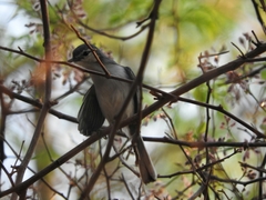 Polioptila bilineata