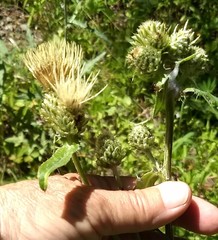 Cirsium remotifolium