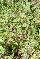 Cirsium remotifolium
