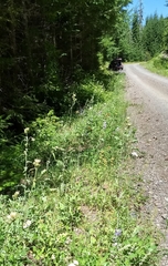 Cirsium remotifolium