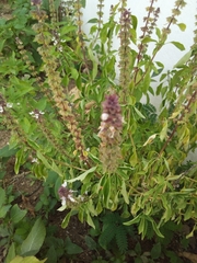 Ocimum basilicum