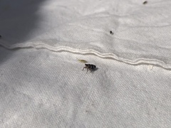 Planaphrodes nigritus