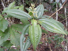Miconia laevigata