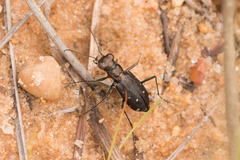 Cicindela punctulata punctulata