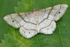 Trigrammia quadrinotaria