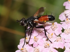 Cylindromyia brassicaria