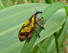 Ileomus