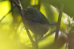 Psilorhamphus guttatus