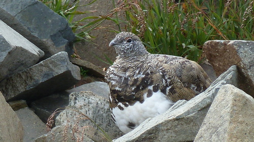 White-tailed Ptarmigan
