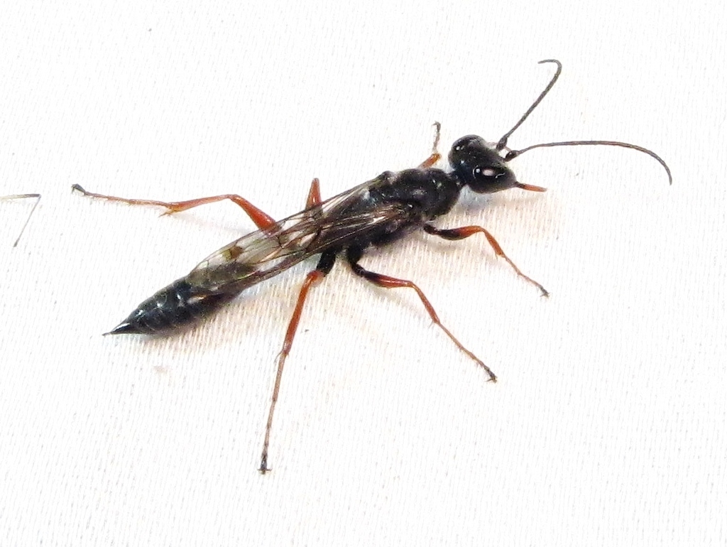 Podium rufipes